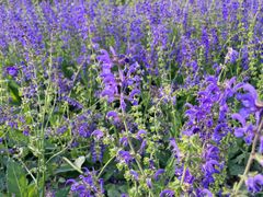 -汉长安城未央宫国家考古遗址公园