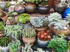 -双季花艺园艺市场(浦东店)
