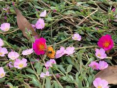 -艾溪湖湿地公园