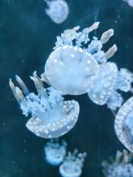 -Zoolung Zoolung动物主题公园(海信广场店)