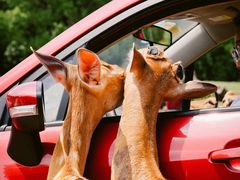 -常州淹城野生动物世界