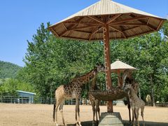 -大连森林动物园