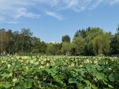 -莲湖公园