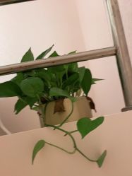 -薇兰专业脱毛连锁机构