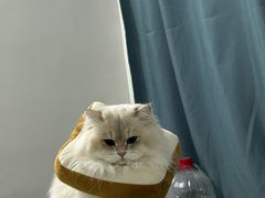 -瑞鹏宠物医院·骨科·猫科·内科(第一中心)