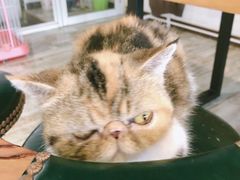 -猫咪咖啡·猫咖(万达广场店)