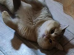 -东方名猫馆·英短金渐层布偶猫舍(环线广场1号楼店)