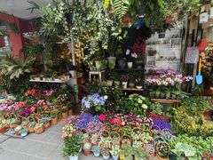 -溪岸路花鸟市场