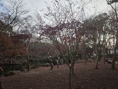 -秋霞圃
