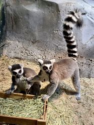 -Zoolung Zoolung动物主题公园(海信广场店)