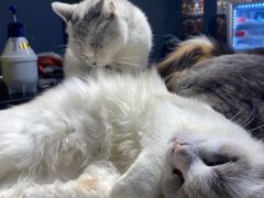 -more than meow吴止猫主题餐厅(承德 中船汇店)