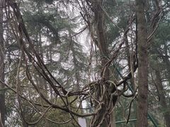 -武汉大学-樱园