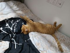 -纳吉亚猫专科动物诊疗中心(蒋宅口分院)