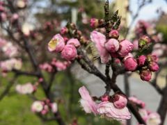 -新虹桥中心花园