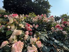 -人民公园(罗湖区)