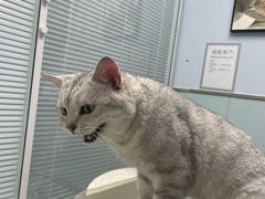 -纳吉亚猫专科动物诊疗中心(蒋宅口分院)