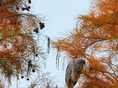 -白鹭湾湿地公园