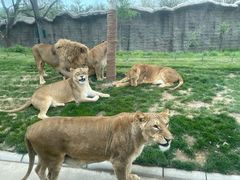 -北京野生动物园