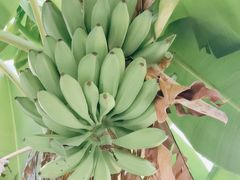-云溪植物园