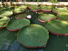 -国家植物园南园