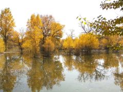 -金塔沙漠胡杨林景区