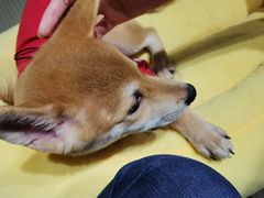 -逗柴咖啡屋·狗咖猫咖宠物桌游