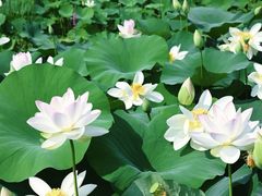 -莲花池公园