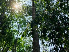 -中国科学院西双版纳热带植物园