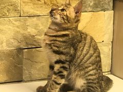 -燕青小馆(东园大厦店)