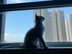 -欣宠猫屋·矮脚拿破仑·蓝金金渐层