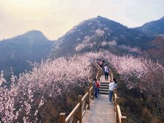 -大岭沟猕猴桃谷风景区