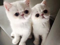 -猫大福·Fortune Cat猫舍(百子湾店)