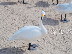 -烟墩角天鹅湖
