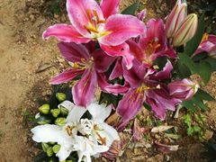 -松山湖梦幻百花洲