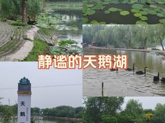 -白洋淀景区