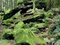 -阿里山神木遗迹