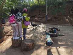 -西双版纳勐泐文化旅游区