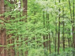 -桤木河湿地公园