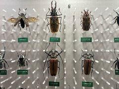 -国家自然博物馆