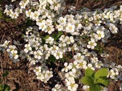 iphone_upload_pic-白塘生态植物园