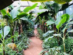-呀路古热带植物园