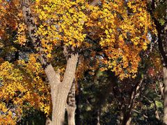 -北京西山国家森林公园