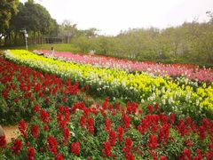 -天适樱花悠乐园