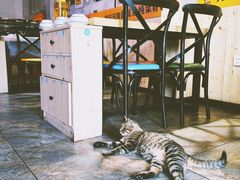 -猫姑娘大盘鸡(商城路店)