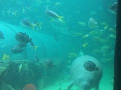 -悉尼海洋生物水族馆