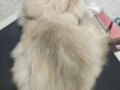 -唐小姐の猫狗洗护·购宠旗舰店(周浦万达店)