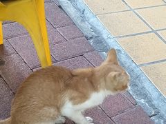 -湖南常德牛肉粉(翻身店)