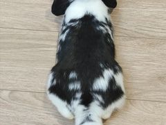 -佩兹宠物医院肿瘤专科·眼科·牙科(黄浦店)