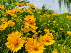 -旭宝高尔夫俱乐部