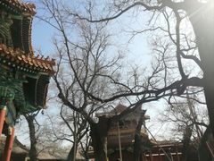 -雍和宫